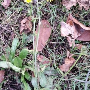 Photographie n°2255401 du taxon Crepis setosa Haller f. [1797]