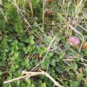 Photographie n°2255412 du taxon Trifolium pratense L. [1753]