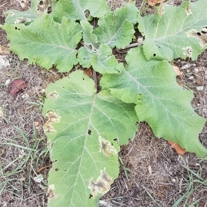 Photographie n°2255454 du taxon Arctium L. [1753]