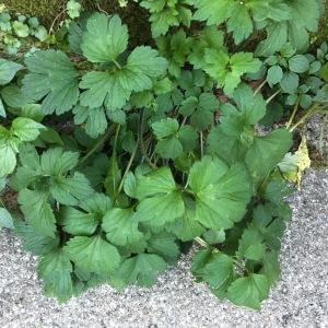 Photographie n°2255499 du taxon Ranunculus repens L. [1753]