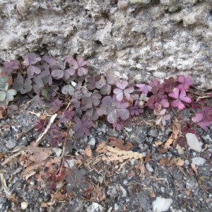 Photographie n°2255542 du taxon Oxalis fontana Bunge [1835]