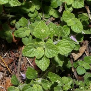 Photographie n°2255596 du taxon Calamintha nepeta (L.) Savi [1798]