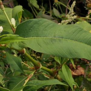 Photographie n°2255632 du taxon Polygonum lapathifolium L. [1753]