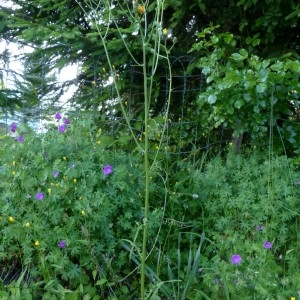Photographie n°2255634 du taxon Crepis biennis L. [1753]