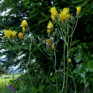 Photographie n°2255635 du taxon Crepis biennis L. [1753]