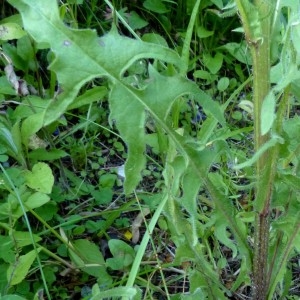 Photographie n°2255639 du taxon Crepis biennis L. [1753]