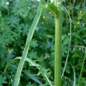 Photographie n°2255640 du taxon Crepis biennis L. [1753]