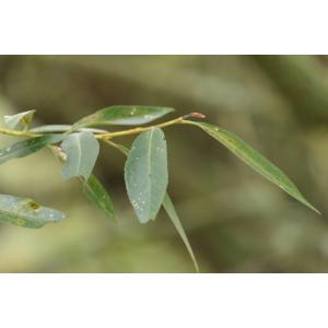 Salix salviifolia Brot.