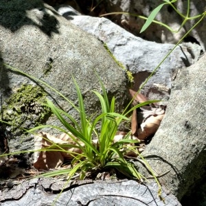 Photographie n°2255782 du taxon Carex ornithopoda Willd. [1805]