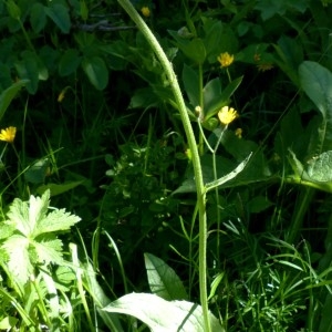 Photographie n°2255789 du taxon Crepis pontana (L.) Dalla Torre [1882]