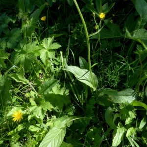 Photographie n°2255790 du taxon Crepis pontana (L.) Dalla Torre [1882]