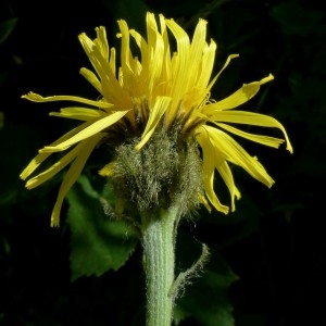 Photographie n°2255792 du taxon Crepis pontana (L.) Dalla Torre [1882]