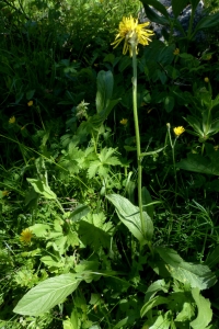 Jean-Claude Bouzat, le 23 juin 2018 (Villard-de-Lans (Sentier Gobert entre la Combe Noire et la Combe Chaulange))