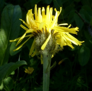 Jean-Claude Bouzat, le 23 juin 2018 (Villard-de-Lans (Sentier Gobert entre la Combe Noire et la Combe Chaulange))