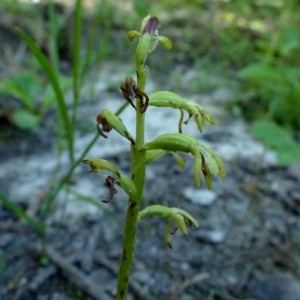 Photographie n°2255811 du taxon Epipogium aphyllum Sw. [1814]