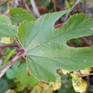 Photographie n°2255838 du taxon Humulus lupulus L. [1753]