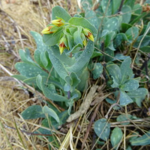 Photographie n°2255845 du taxon Cerinthe minor L. [1753]