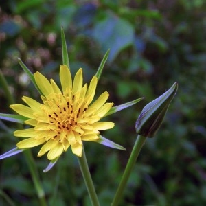 Photographie n°2255853 du taxon Tragopogon pratensis L. [1753]