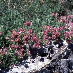 Photographie n°2255882 du taxon Anthyllis montana L. [1753]