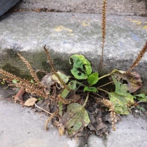 Photographie n°2255905 du taxon Plantago major L.