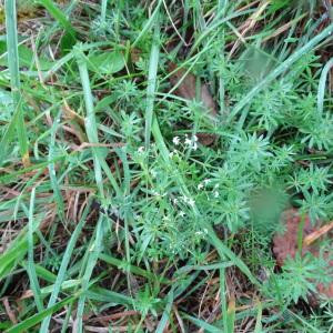 Photographie n°2255918 du taxon Galium aparine L. [1753]