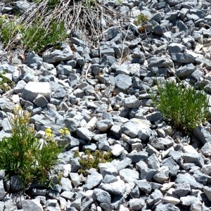 Photographie n°2255948 du taxon Erysimum ochroleucum (Schleich.) DC. [1805]