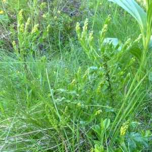 Photographie n°2255949 du taxon Genista germanica L. [1753]