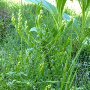 Photographie n°2255950 du taxon Genista germanica L. [1753]