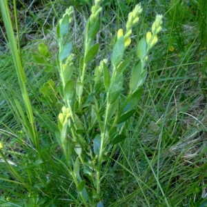 Photographie n°2255952 du taxon Genista germanica L. [1753]