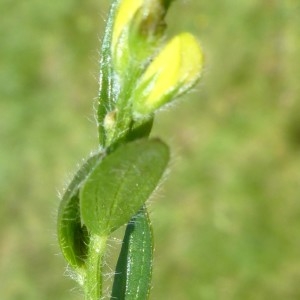 Photographie n°2255956 du taxon Genista germanica L. [1753]