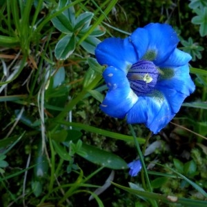 Photographie n°2255957 du taxon Gentiana angustifolia Vill. [1787]