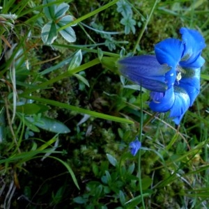 Photographie n°2255958 du taxon Gentiana angustifolia Vill. [1787]