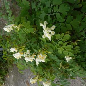 Photographie n°2255960 du taxon Corydalis ochroleuca W.D.J.Koch