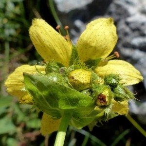  - Hypericum richeri subsp. richeri 