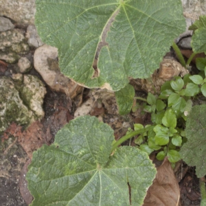 Photographie n°2256073 du taxon Alcée rose-trémière