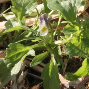 Photographie n°2256079 du taxon Viola arvensis var. arvensis