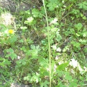 Photographie n°2256266 du taxon Senecio helenitis subsp. helenitis 