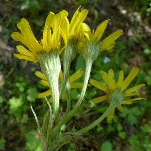Photographie n°2256268 du taxon Senecio helenitis subsp. helenitis 