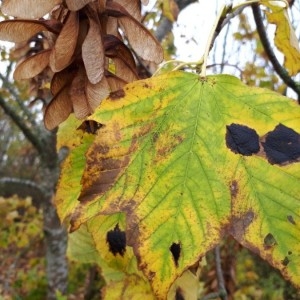 Photographie n°2256368 du taxon Acer pseudoplatanus L. [1753]