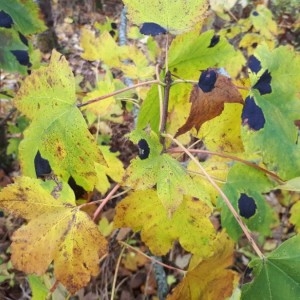 Photographie n°2256370 du taxon Acer pseudoplatanus L. [1753]