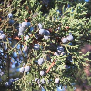 Photographie n°2256399 du taxon Juniperus virginiana L. [1753]