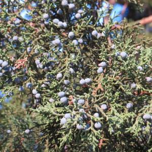 Photographie n°2256401 du taxon Juniperus virginiana L. [1753]