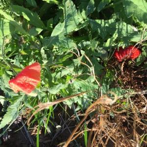 Photographie n°2256433 du taxon Papaver rhoeas L.