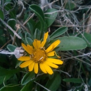 Photographie n°2256455 du taxon Pallenis maritima (L.) Greuter [1997]