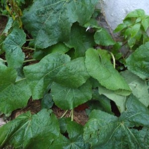 Photographie n°2256501 du taxon Alcea rosea L. [1753]