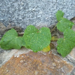 Photographie n°2256502 du taxon Alcea rosea L. [1753]