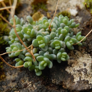 Photographie n°2256535 du taxon Sedum L.