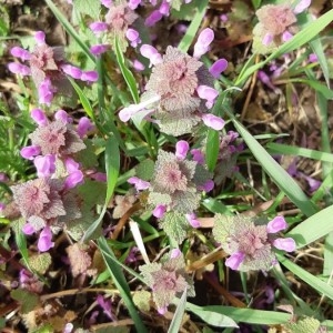 Photographie n°2256553 du taxon Lamium purpureum L. [1753]