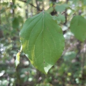 Photographie n°2256555 du taxon Cornus sanguinea L. [1753]