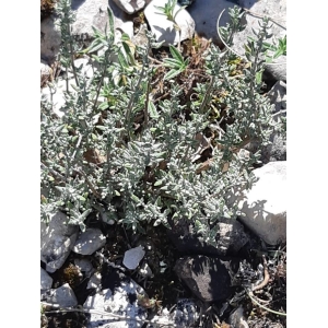 Artemisia caerulescens L. (Armoise bleuissante)